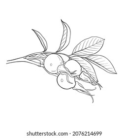 Rosehip berry sketch. Briar berry branch. Hand drawn vector illustration.