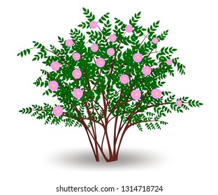 Rosehip blooming with pink flowers, deciduous shrub during flowering period. Isolated on white background vector illustration.