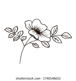 Rosehip. Botanische Vektorgrafik. Tintenzeichnung im Doodle-Stil. Isoliertes Objekt auf weißem Hintergrund. Dekoratives Element für Frühjahr und Sommer Design, Hochzeit, Vignetten.