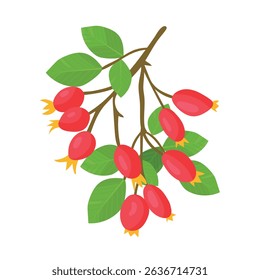 Rosehip branch. Autumn, fall. Flat vector clipart, illustration with isolated background.