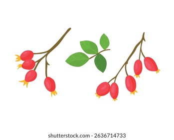 Rosehip branch. Autumn, fall. Flat vector clipart, illustration with isolated background.