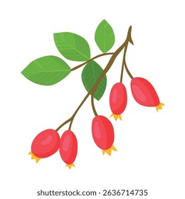 Rosehip branch. Autumn, fall. Flat vector clipart, illustration with isolated background.