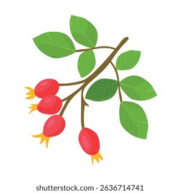 Rosehip branch. Autumn, fall. Flat vector clipart, illustration with isolated background.