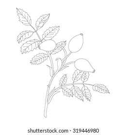 Rosehip branch with berries