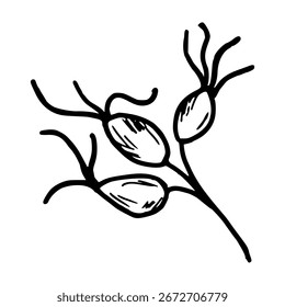 Rosehip branch with berries. Botanical vector illustration. Simple black graphic, hand drawn in doodle style. Outline drawing for herbal themed packaging design, seasonal holidays. Thanksgiving.