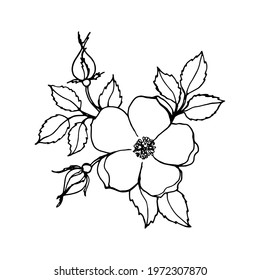 Rosehip branch with bud and leaves, black outline drawing with white fill. Vector illustration for festive design, announcements, postcards, invitations, posters.