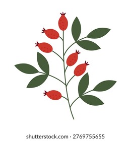 Rosehip branch. Flat vector illustration of a rosehip branch with red berries and green leaves. Minimalist botanical element isolated on white background for autumn design, herbal tea, or nature projects
