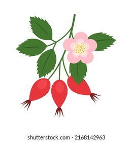 Rama de cadera aislada en fondo blanco. Arándanos rojos de cadera rosa, paja rosa o rosada con icono de hojas para el diseño de paquetes. Ilustración de frutos vectoriales en estilo plano.