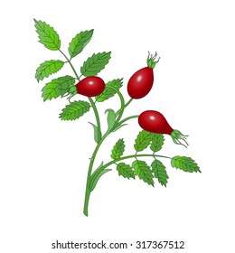 Rose-hip branch with red berries