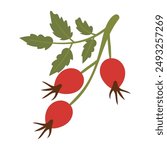 Rosehip branch with red berries and green leaves on a white background. Rosehip vector illustration, icon, botanical illustration. Eps 10