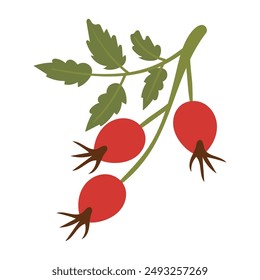 Rosehip branch with red berries and green leaves on a white background. Rosehip vector illustration, icon, botanical illustration. Eps 10