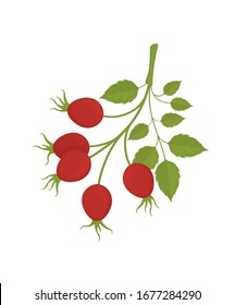 Rosehip branch with red berries isolated on white background. Summer fruits colorful illustration. Health care product. Great for labels, posters, banners, printing. Vector