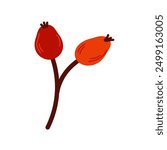 Rosehip branch sketch with berries.  Hand-drawn rosehip branch.