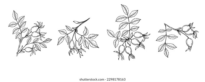 Rosehip branch sketch set with berries.Vector graphics.