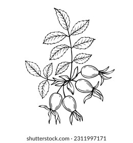 Rosehip branch sketch set with berries.Vector graphics.	