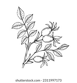 Rosehip branch sketch set with berries.Vector graphics.	