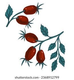 Rosehip branches with ripe berries.Vector graphics.