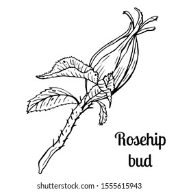 Rosehip bud isolated sketch on white background. Summer fruit engraved style illustration. Detailed hand drawn illustration with bud of rosehip. Floral element for decor.