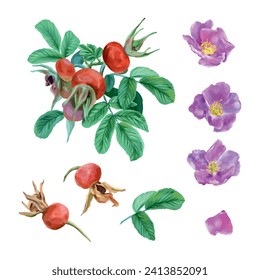 Rosehip, bush, feuilles, baies, fleurs. Image vectorielle ensemble dans un style graphique. Cartes, invitations, bannières printanières, emballages, couvertures, étiquettes, prospectus.