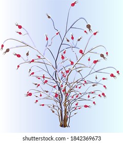 rosehip bush with red berries, in winter