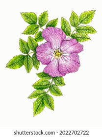 Rosehip canina flower pink with leaves branch, hand drawing, sketch.
