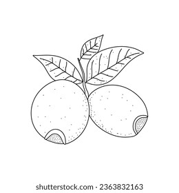 Rosehip doodle sketch. Vector graphics isolated on white background