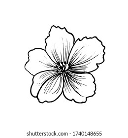 Rosehip flower close up.Botanical vector illustration. Ink drawing in Doodle style. Isolated object on a white background. Decorative element for spring and summer design, wedding, vignettes.