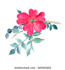 Rosehip flower. Hand Drawn Vector Watercolor Illustration. Isolated on white background.