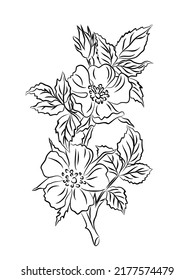 Ilustración vectorial de la línea floral de rosehip.  Esbozo moderno de tinta negra minimalista dibujado a mano aislado en un fondo blanco. Diseño de moda para joyas, tatuajes, paredes, tapicería, etc.