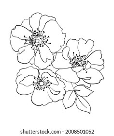 Dibujo de la línea de flores de rosehip. - Ilustración del vector