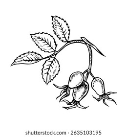 Rosehip fruits. Vector graphics. Black and white hand-drawn illustration. On a white background. Great for stickers, banners, posters and packaging, postcards and labels, prints and more.
