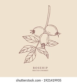 Ilustración dibujada a mano por Rosehip. Diseño botánico para cosméticos orgánicos, medicina