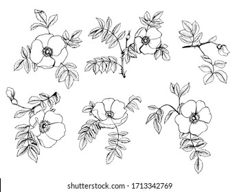 Rosehip  hand-drawing black inkisolated on a white background set. Vector graphics for design, tattoos, wrappers, home decor.