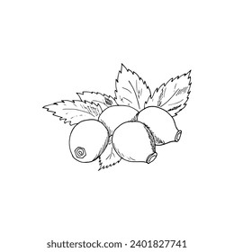 Rosehip hand-drawn branch. Berry twig sketch. Rosehip vector drawing. Isolated vegetarian sketch on a white background. 