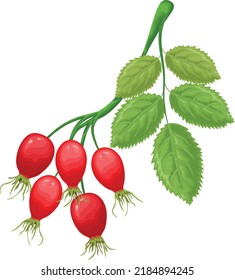 Rosehip. An image of a rosehip with green leaves. Ripe rosehip. Medicinal plant. Vector illustration isolated on a white background