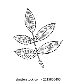 rosehip leaf hand drawn in doodle style. 