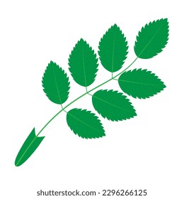 Rosehip leaf isolated on white background. Compound leaf.