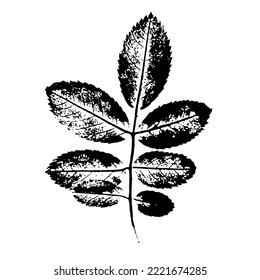Rosehip leaf.Ink print of detailed leaf texture isolated on white background. Realistic nature element for design.