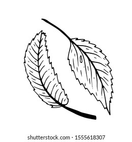 Rosehip leaves isolated sketch on white background. Summer fruit engraved style illustration. Detailed hand drawn illustration with leaves of rosehip. Floral element for decor.