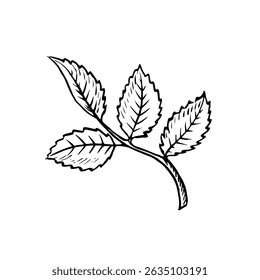 Rosehip leaves. Vector graphics. Black and white hand-drawn illustration. On a white background. Great for stickers, banners, posters and packaging, postcards and labels, prints and more.