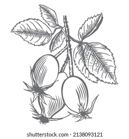 Rosehip pattern. Sketch of an isolated berry branch on a white background. Engraving of summer fruits. Vegetarian food.