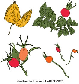 Rosehip, physalis, autumn leaves on a white background. Illustration of wild berries on a white background for printing on postcards, packaging, tea clothes,blank for the design