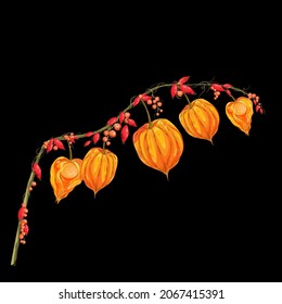   Rosehip, physalis.Ilustración vectorial de bayas silvestres sobre un fondo negro para imprimir en postales, embalaje, ropa, mantas para el diseño, logotipos.