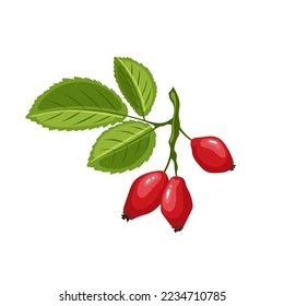 rosehip plant cartoon. rose leaf, berry fruit, red hip, natural branch, healthy wild, food, vitamin rosehip plant vector illustration