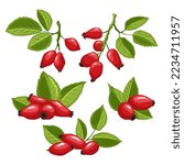 rosehip rose berry hip set cartoon. fruit leaf, tea red, plant vitamin, healthy natural, briar organic, herbal wild, medicine rosehip rose berry hip vector illustration
