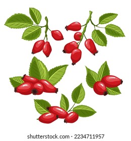 caricatura de rosehip rose berry hip set. hojas de fruta, té rojo, vitamina de planta, natural saludable, orgánico brillante, silvestre herbal, medicina rosehip, rosa de la cadera de la cadera ilustración del vector