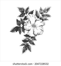 Rosehip Rose Canina branch with flower, print, imprint, stamp, hand drawing in pencil, engraving style, isolated, white background.