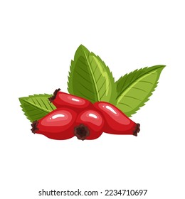 rosehip rose hip cartoon. fruit plant, berry wild, briar red, brier dogrose, autumn fresh, vitamin, leaf tea rosehip rose hip vector illustration