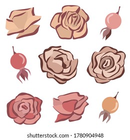 Conjunto de vectores de cadera y rosas. Colección de flores de rosa y bayas silvestres. Ambiente de otoño. Diseño plano. Elementos vectoriales aislados en fondo blanco.