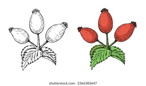 Rosehip in sketch style. Picture for coloring. Vector clipart isolated on white background.